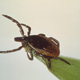 The troublesome deer tick.